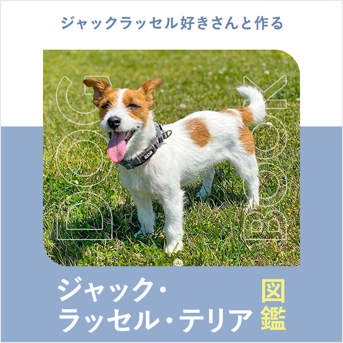 ジャック・ラッセル・テリアの性格や寿命、抜け毛、保護犬、値段から飼い方｜ジャック・ラッセル・テリア図鑑