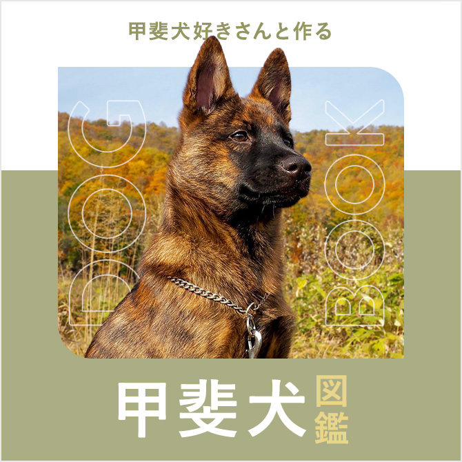 甲斐犬の性格や寿命、種類、危険なのか、値段や飼い方｜甲斐犬図鑑
