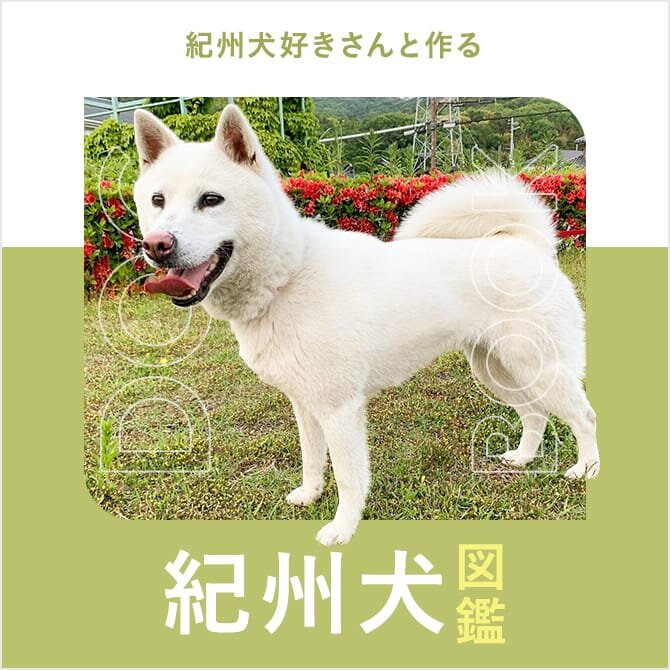 紀州犬の性格や寿命、子犬、里親、値段から飼い方｜紀州犬図鑑