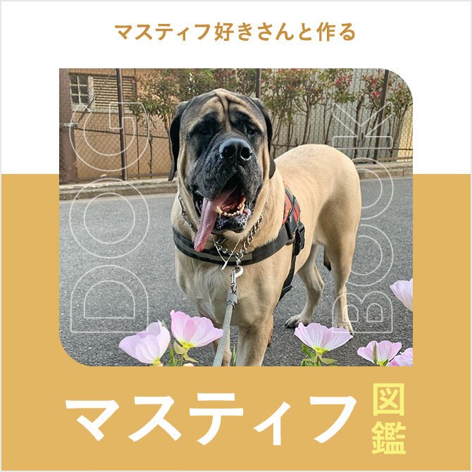 マスティフの性格や寿命、子犬、里親、値段から飼い方｜マスティフ図鑑