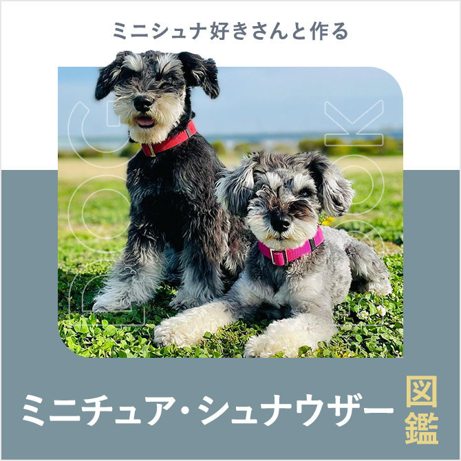 ミニチュアシュナウザーの性格や寿命、値段、カットから飼い方｜ミニチュアシュナウザー図鑑