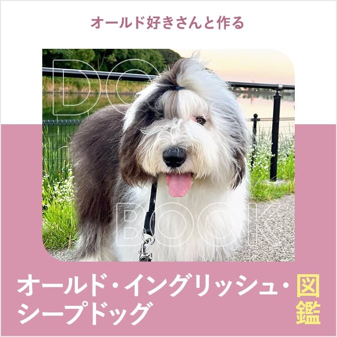 オールド・イングリッシュ・シープドッグの性格や寿命、子犬、里親、値段から飼い方｜オールド・イングリッシュ・シープドッグ図鑑