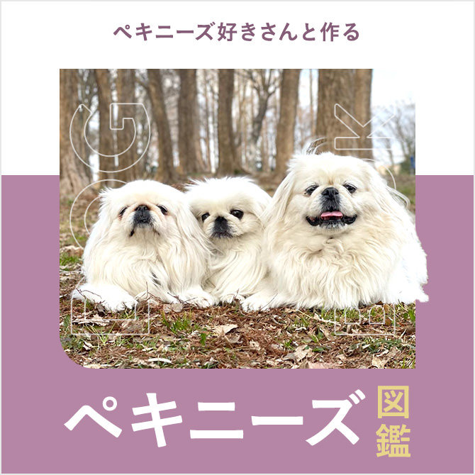ペキニーズの性格や寿命、里親、値段から飼い方｜ペキニーズ図鑑