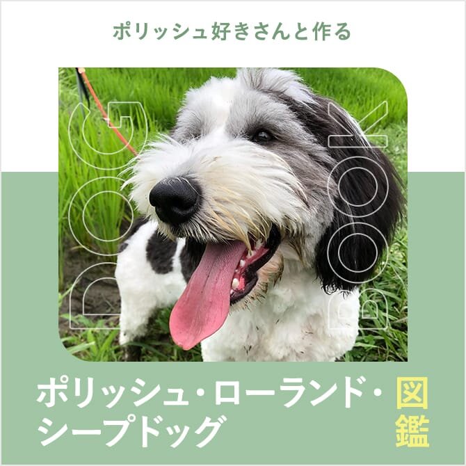 ポリッシュ・ローランド・シープドッグの性格や寿命、子犬、里親、値段から飼い方｜ポリッシュ・ローランド・シープドッグ図鑑