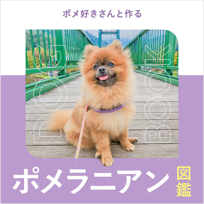 ポメラニアンの性格や寿命、カット、子犬、値段から飼い方｜ポメラニアン図鑑