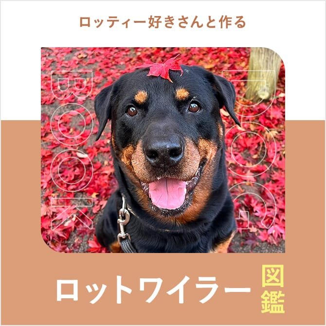 ロットワイラーの性格や寿命、子犬、里親、値段から飼い方｜ロットワイラー図鑑