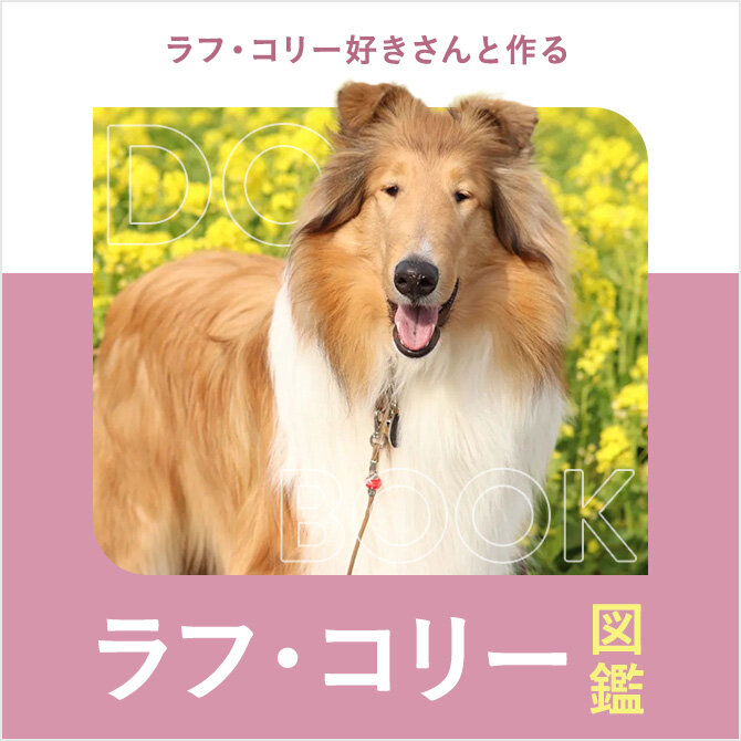 ラフコリーの性格や寿命、値段から飼い方｜ラフコリー図鑑