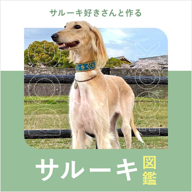 サルーキの性格や寿命、里親、値段から飼い方｜サルーキ図鑑