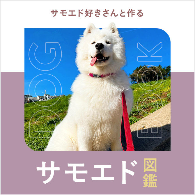 サモエドの性格や寿命、サモエドスマイル、種類や値段や飼い方｜サモエド図鑑