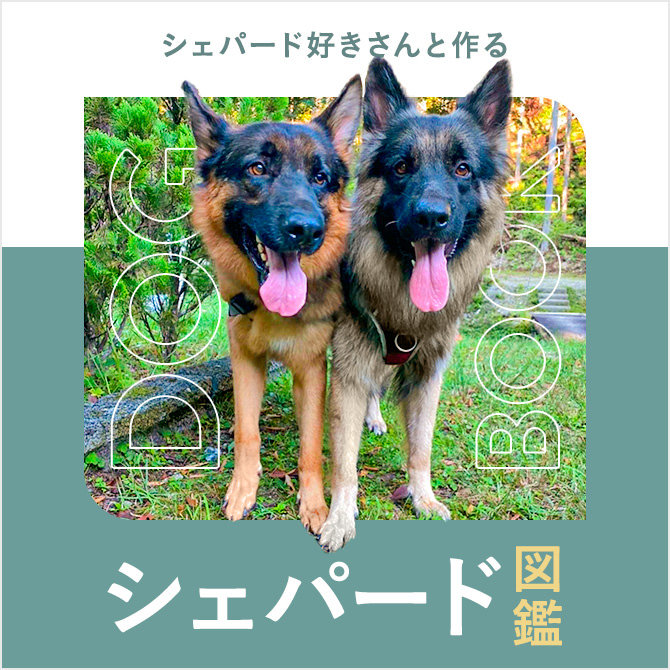 シェパードの性格や寿命、警察犬に多い理由、値段から飼い方｜シェパード図鑑