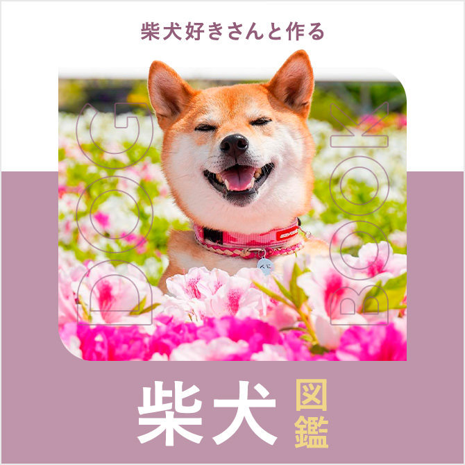 柴犬の性格は？種類、寿命、色や飼い方・しつけまで｜柴犬図鑑