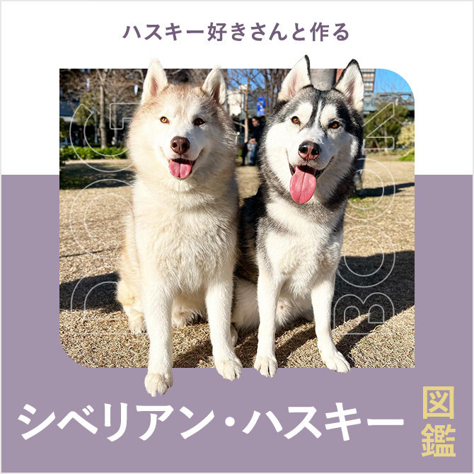 シベリアンハスキーの性格や寿命、オッドアイ、値段から飼い方｜シベリアンハスキー図鑑