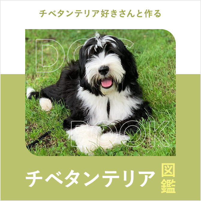 チベタン・テリアの性格や寿命、子犬、里親、値段から飼い方｜チベタン・テリア図鑑