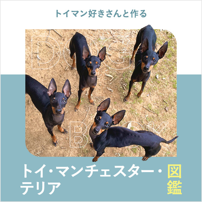 トイマンチェスターテリアの性格や寿命、子犬、里親、値段から飼い方｜トイマンチェスターテリア図鑑