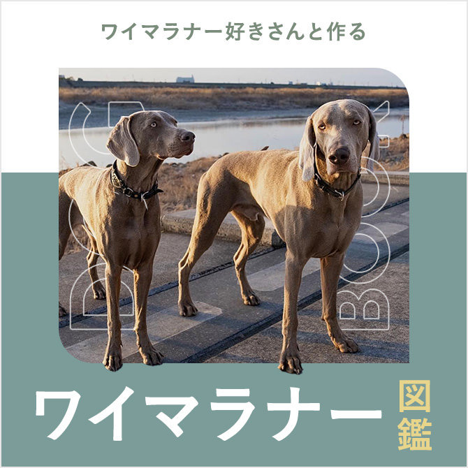 ワイマラナーの性格や寿命、ロングなどの種類、値段や飼い方｜ワイマラナー図鑑
