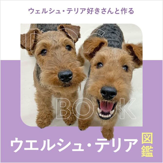 ウェルシュ・テリアの性格や寿命、子犬、里親、値段から飼い方｜ウェルシュ・テリア図鑑