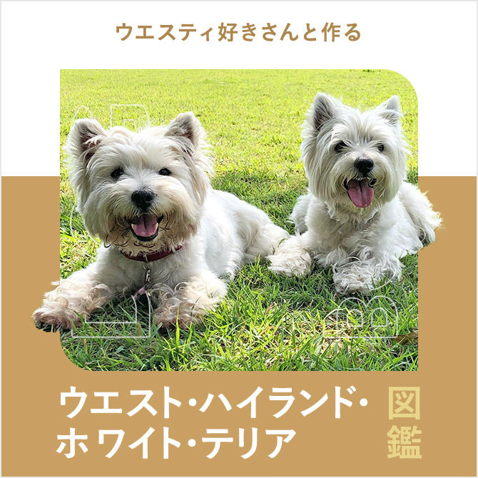 ウエストハイランドホワイトテリアの性格や抜け毛、値段から飼い方｜ウエストハイランドホワイトテリア図鑑