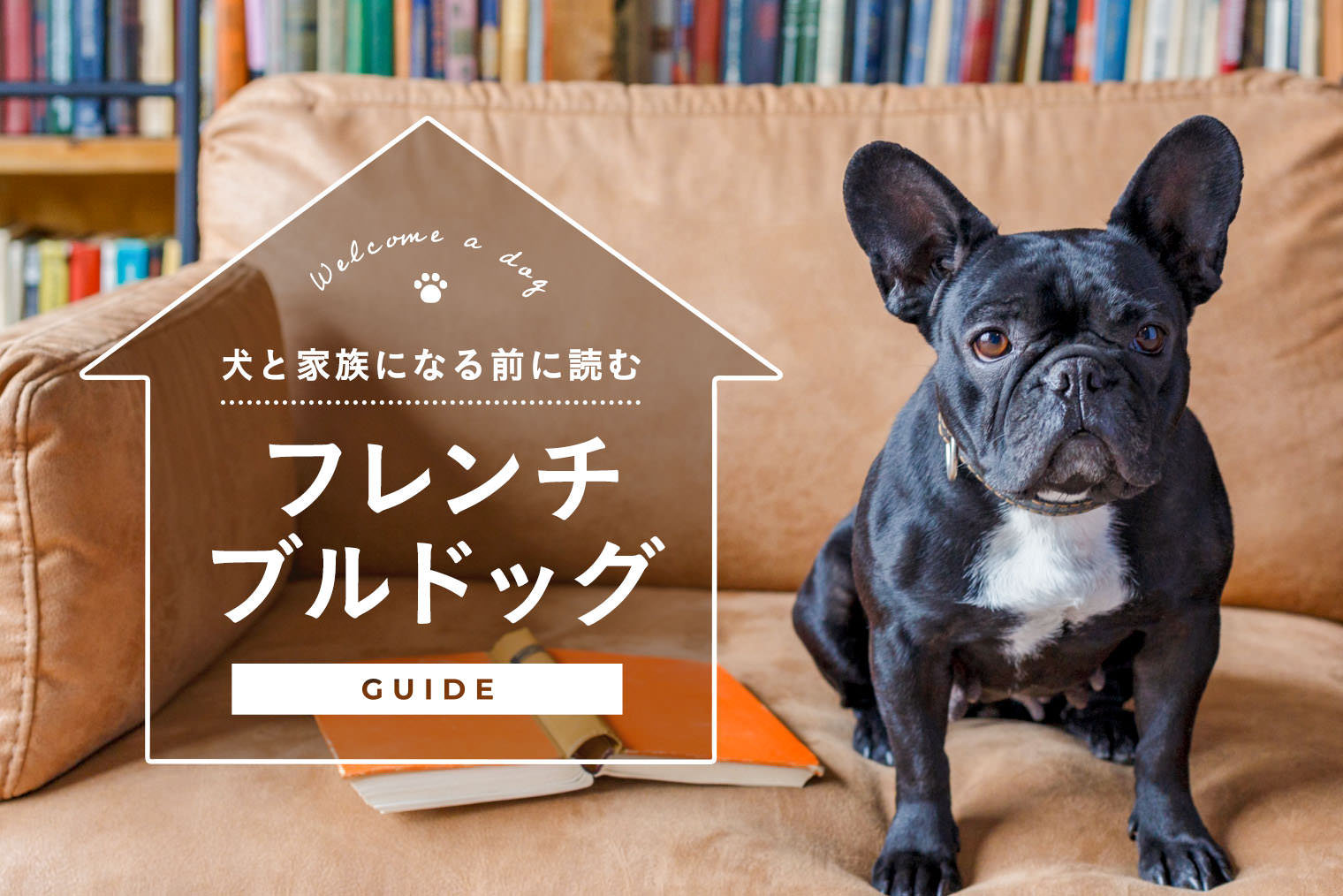 フレンチブルドッグはどんな犬種？ 上手な飼い方・遊び方・しつけ方