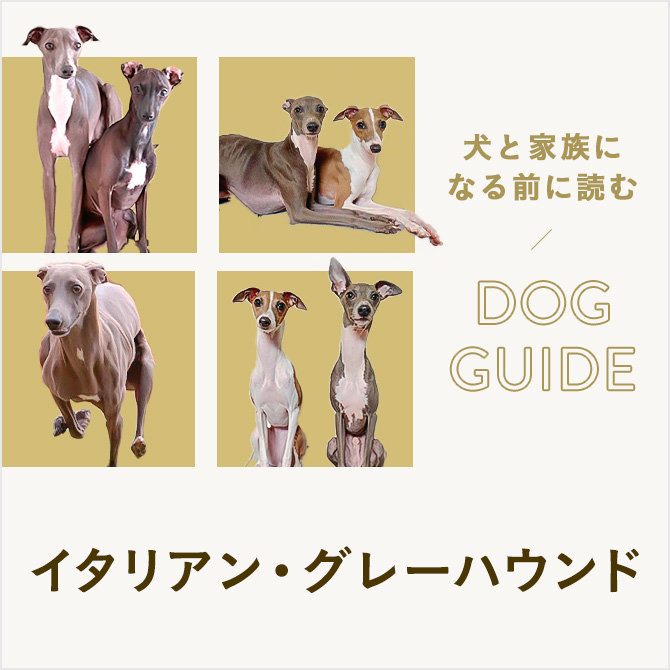 イタリアン・グレーハウンドはどんな犬種？ 上手な飼い方・遊び方・しつけ方について学ぼう