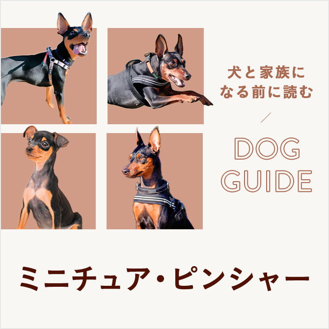 ミニチュア・ピンシャーはどんな犬種？ 上手な飼い方・遊び方・しつけ方について学ぼう