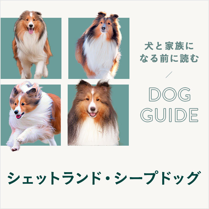 シェットランド・シープドッグはどんな犬種？ 上手な飼い方・遊び方・しつけ方について学ぼう