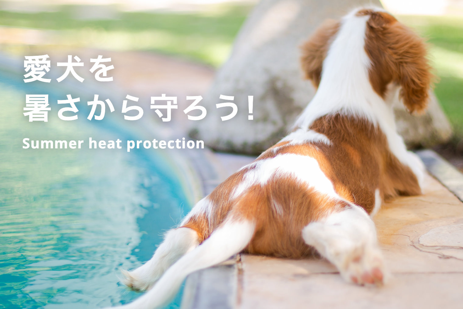 【犬の熱中症対策・夏バテ対策】犬の夏バテ症状と夏バテ対処法を知ろう