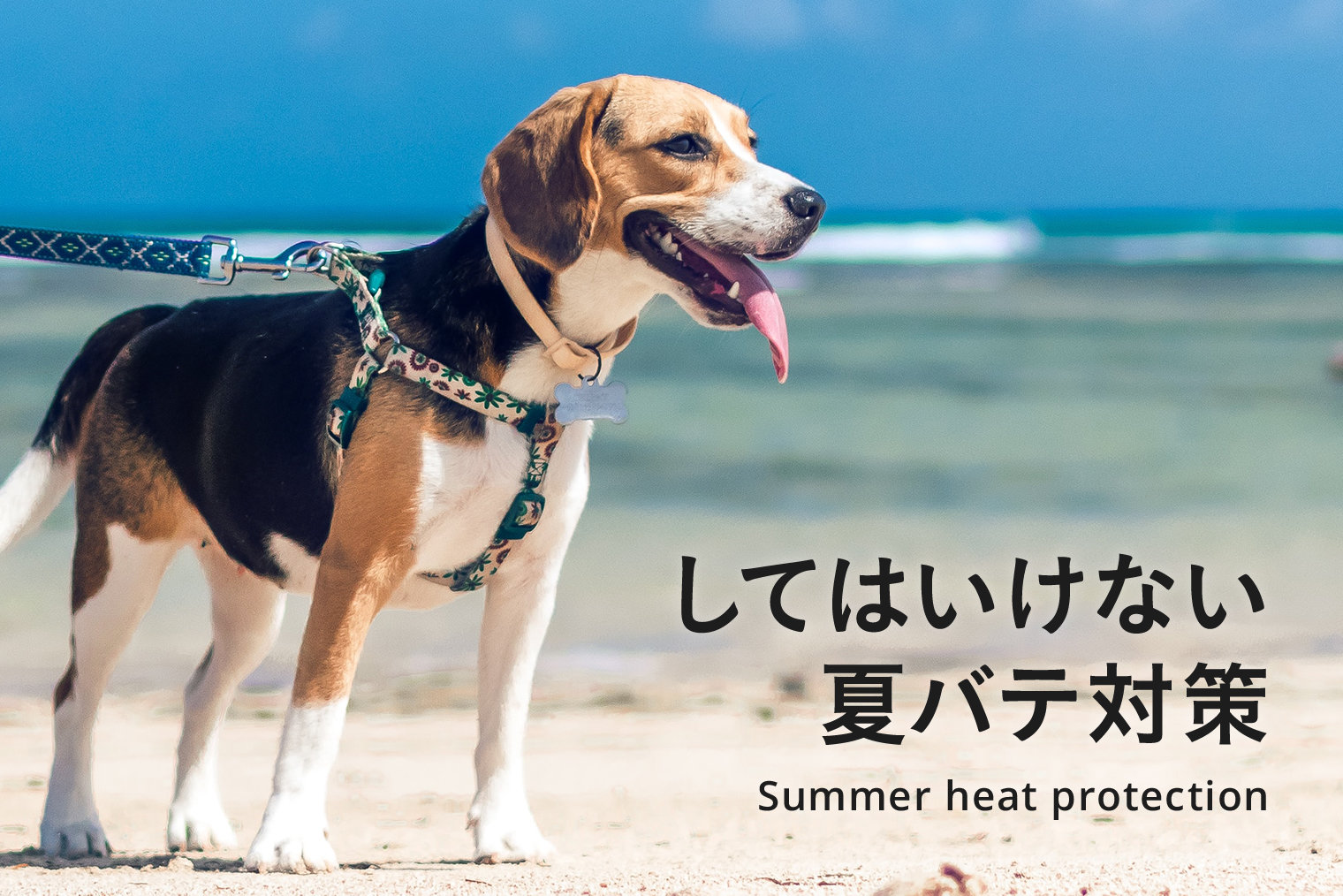 【犬にしてはいけない熱中症対策】間違った夏バテ対策してませんか？してはいけない犬の熱中症対策・夏バテ対策NG集