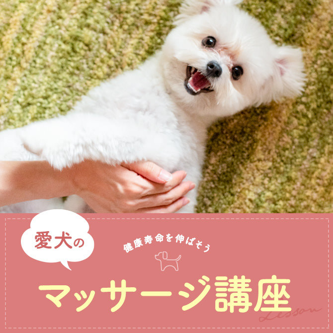 【愛犬のためのマッサージ講座】愛犬マッサージで健康寿命を伸ばそう！
