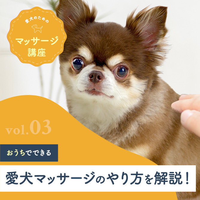 【愛犬のためのマッサージ講座】vol.03 愛犬マッサージのツボやマッサージのやり方やポイントを解説！