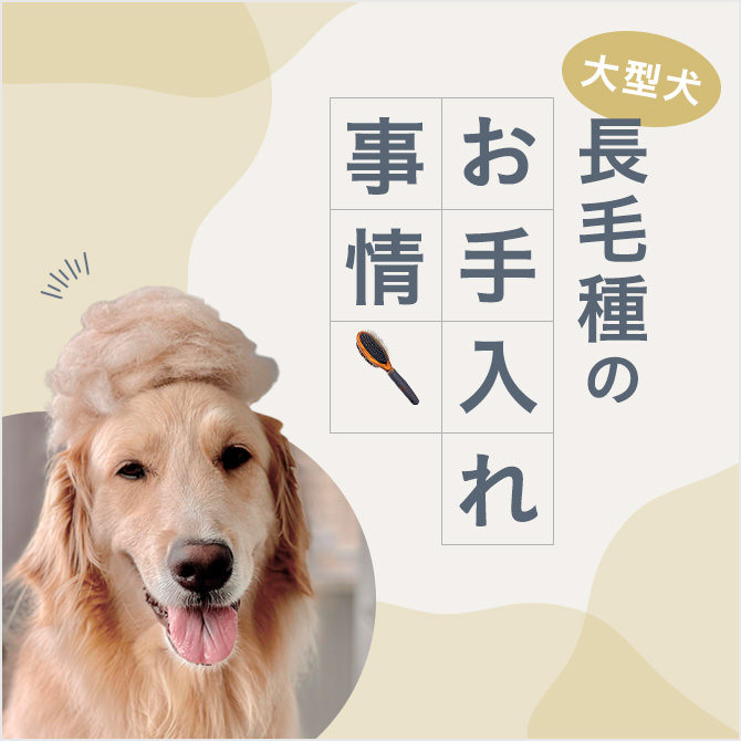 【大型犬の長毛種】毛が抜けない大型犬は？大型犬の長毛種のお手入れについて