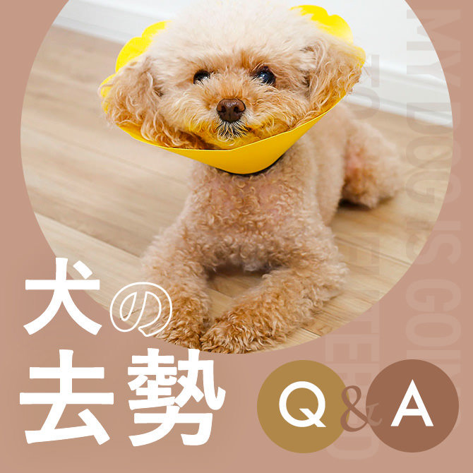 【犬の去勢】去勢のメリットや時期、費用、お散歩について。去勢後に性格が変わるは本当？