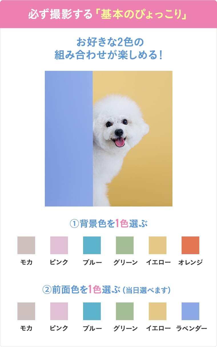 必ず撮影する「基本のぴょっこり」お好きな２色の組み合わせが楽しめる！１.背景色を選ぶ（モカ、ピンク、ブルー、グリーン、イエロー、オレンジ）２.前面色を１色選ぶ（当日選べます）（モカ、ピンク、ブルー、グリーン、イエロー、ラベンダー）