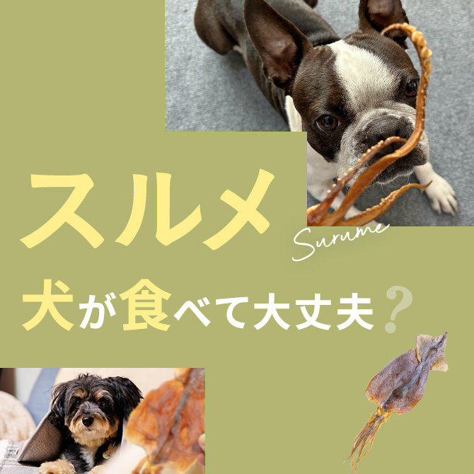 犬はスルメを食べても大丈夫？｜犬にスルメは与えていい？食べてはいけない？