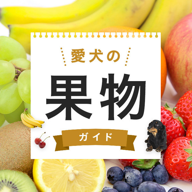【犬の果物ガイド】犬が食べていい果物とダメな果物は？