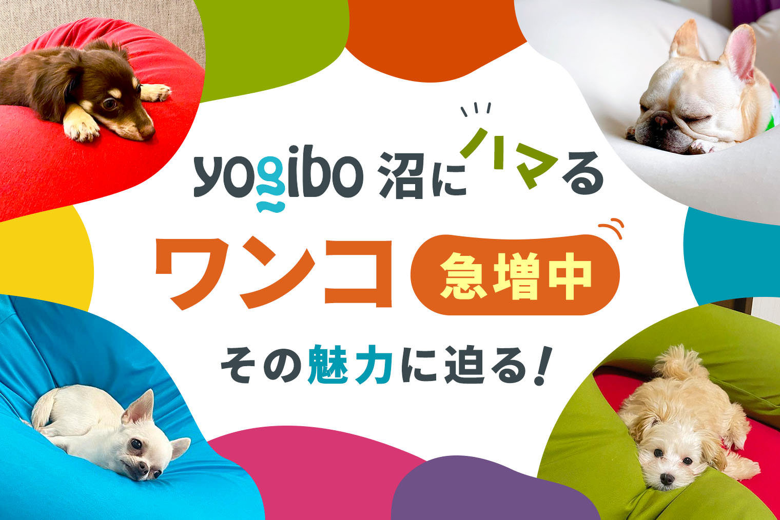 Yogiboの沼にハマる愛犬急増中！ワンコも虜にするYogiboの魅力とは