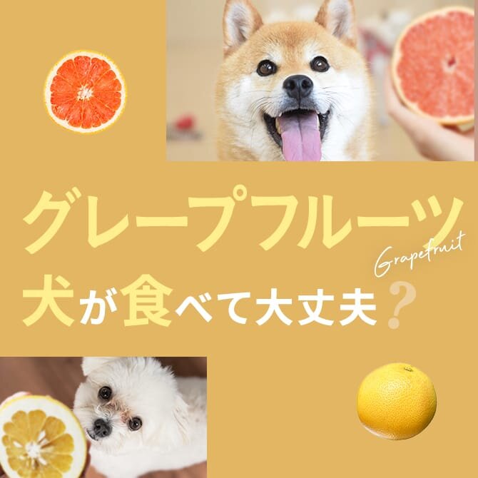 犬はグレープフルーツを食べても大丈夫？犬にグレープフルーツは与えてもいいの？