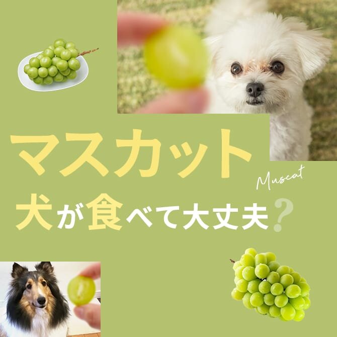 犬はシャインマスカットを食べても大丈夫？症状と対処方法は？