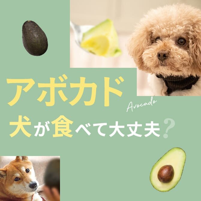犬はアボカドを食べても大丈夫？犬にアボカドは与えてもいいの？