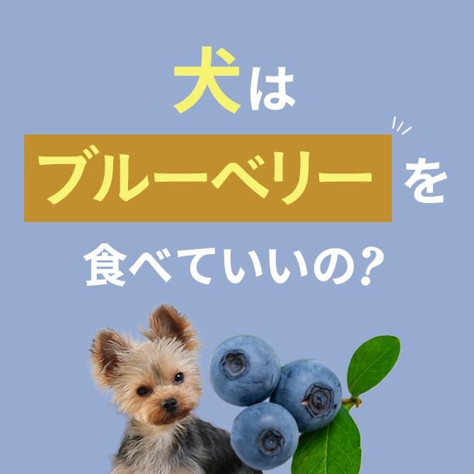 犬はブルーベリーを食べても大丈夫？正しい与え方や量は？