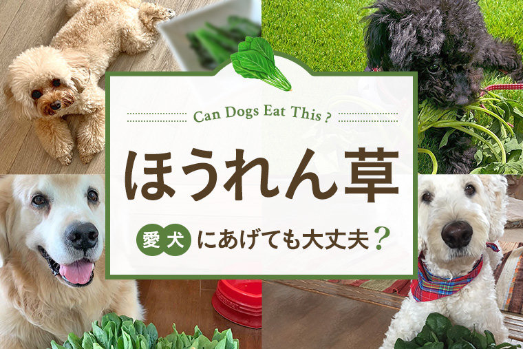 犬にほうれん草をあげても大丈夫 犬はほうれん草を食べて大丈夫か解説