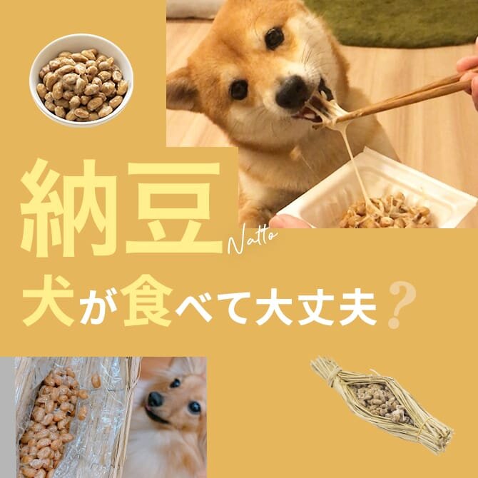 犬に納豆をあげても大丈夫？犬は納豆を食べて大丈夫か解説