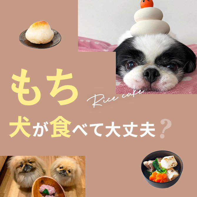 犬に餅をあげても大丈夫？犬は餅を食べて大丈夫か解説