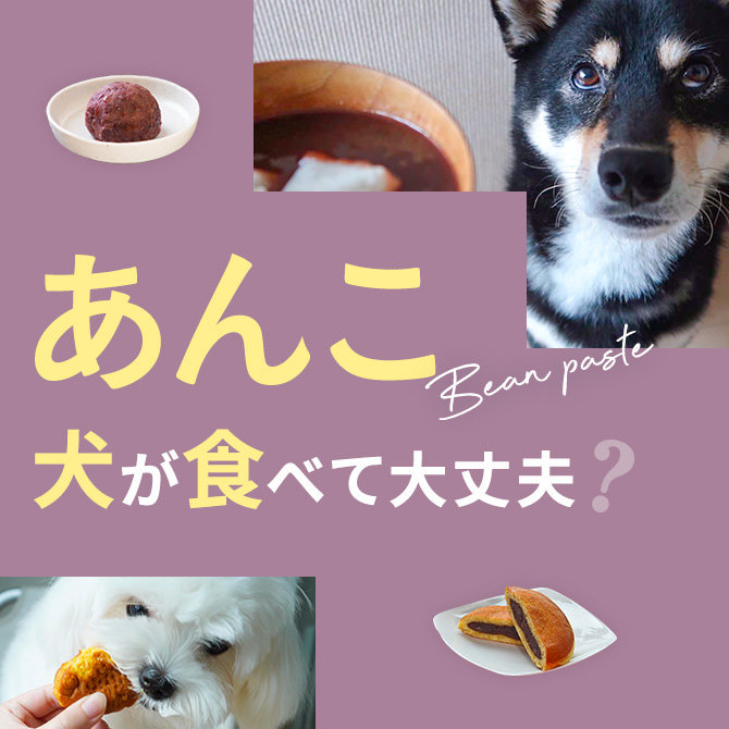 犬にあんこをあげても大丈夫？犬はあんこを食べて大丈夫か解説
