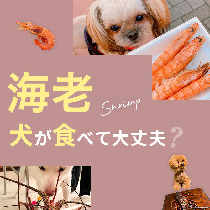 犬にえび（海老）をあげても大丈夫？犬はえび（海老）を食べて大丈夫か解説