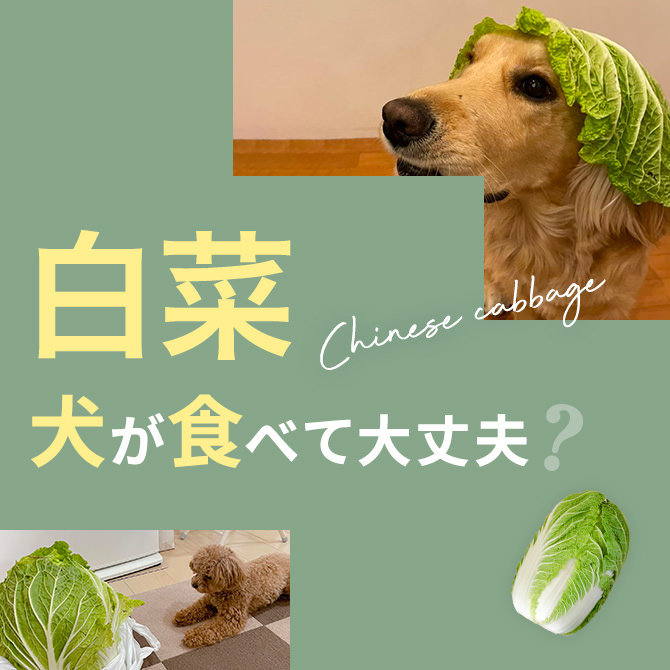 犬に白菜をあげても大丈夫？犬は白菜を食べて大丈夫か解説