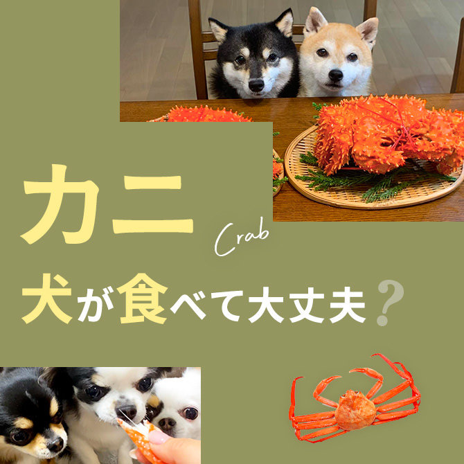 犬にカニ（かに・蟹）をあげても大丈夫？犬はカニ（かに・蟹）を食べて大丈夫か解説