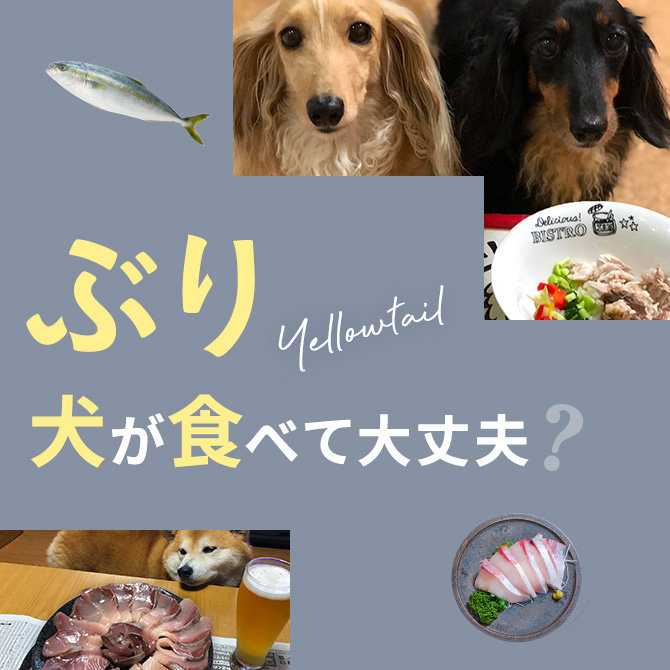犬にブリ（鰤）をあげても大丈夫？犬はブリ（鰤）を食べて大丈夫か解説