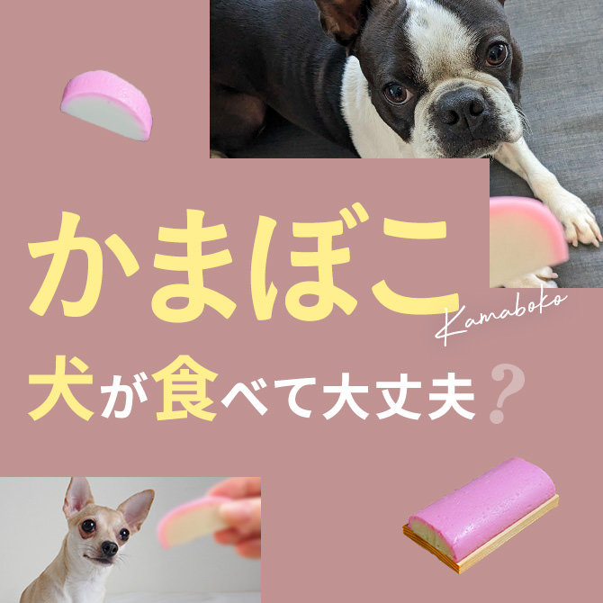 犬はかまぼこ（蒲鉾）を食べても大丈夫？｜犬にかまぼこ（蒲鉾）は与えていい？食べてはいけない？