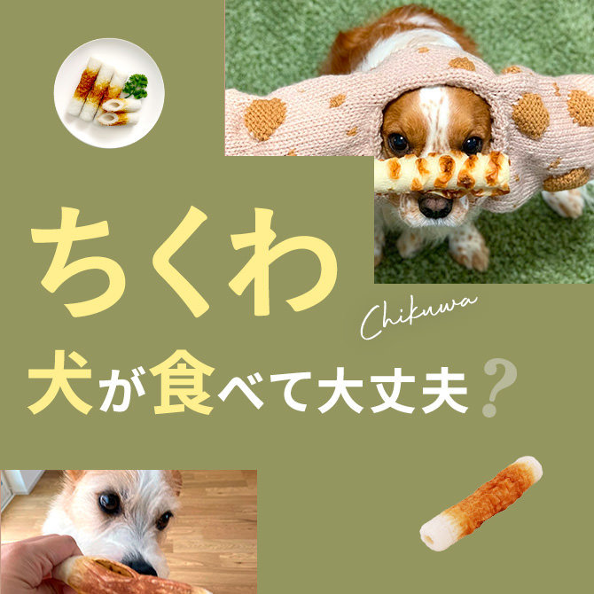犬はちくわ（竹輪）を食べても大丈夫？｜犬にちくわ（竹輪）は与えていい？食べてはいけない？