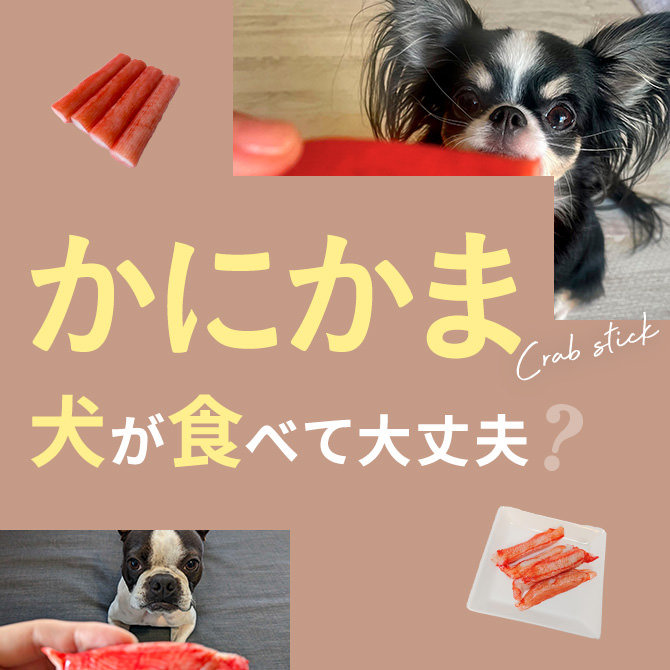 犬はかにかま（カニカマ）を食べても大丈夫？｜犬にかにかま（カニカマ）は与えていい？食べてはいけない？